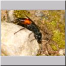 Astata boops - Wanzengrabwespe w02a 12mm.jpg